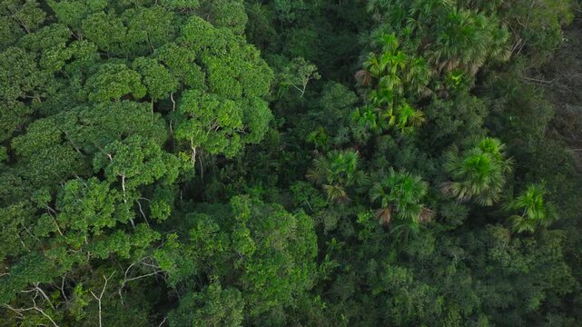 Lateral drone view of a wildfire line burning through dry brush next to amazon jungle