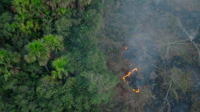 Top-down view of a wildfire line burning through dry brush next to amazon rainforest.