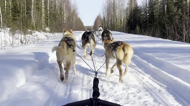 First-person dog sled tour in Swedish Lapland, huskies pulling fast along a snow-packed forest road under low winter sun and long shadows.