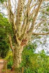 Fototapeta premium Tropical silver colorful grey eucalyptus tree in rainforest of Brazil.