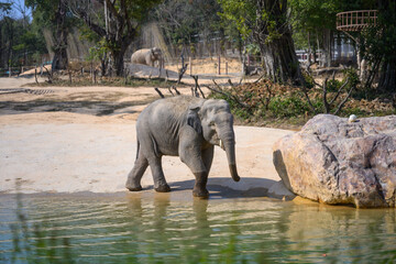 The elephant plays by the water's edge
