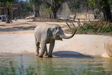 The elephant plays by the water's edge