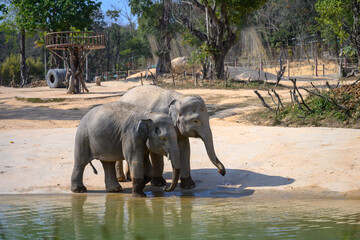 Two baby elephants were playing by the water.