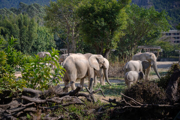 The herd of elephants in the forest