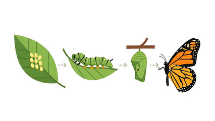 The fascinating life cycle of a monarch butterfly, from egg to winged insect