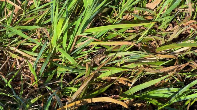 A frog in the grass by a river in Belarus. A European common frog in a meadow. A grass frog that lives in wet and swampy forests, river floodplains, and along the banks of ditches. 4K