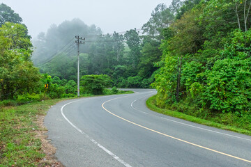 Winding Asphalt Road Through Lush Green Forest