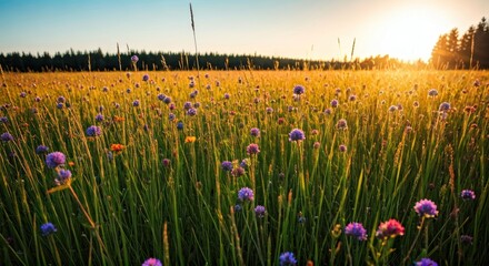 A sun-drenched field of wildflowers at golden hour, with a distant forest and setting sun