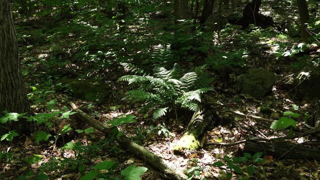 Ferns with lots of small shoots that are very green, seen through abundant rays of light in a truly pretty and super beautiful forest.