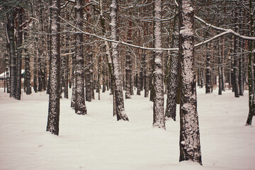 park,drzewa,zima  © Marcin Łazarczyk