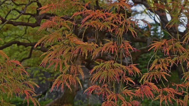 Close-up of fine, serrated laceleaf maple branches transitioning from green to orange in autumn.