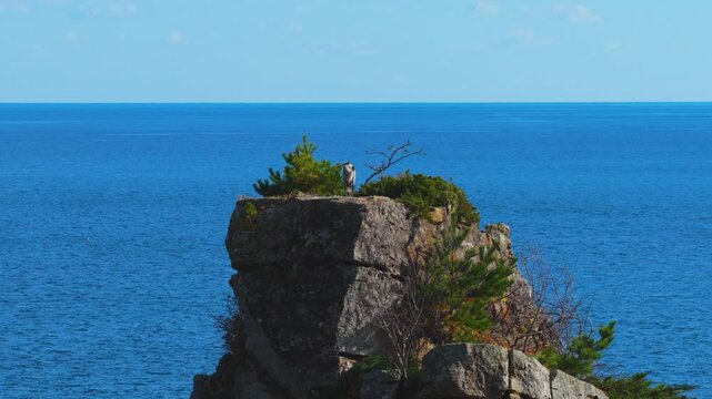 Grey Heron Standing on Sannoiwa Rocks, Iwate Northern Japan Background