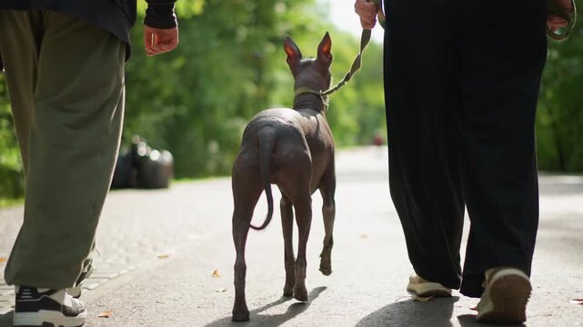 Back View Of Hairless Dog Walking Between Two People On Shaded Path. Steady Pace With Leash Held High, Paired Human Footsteps And Warm Sunlight, Emphasizes Companionship And Shared Routine In Park