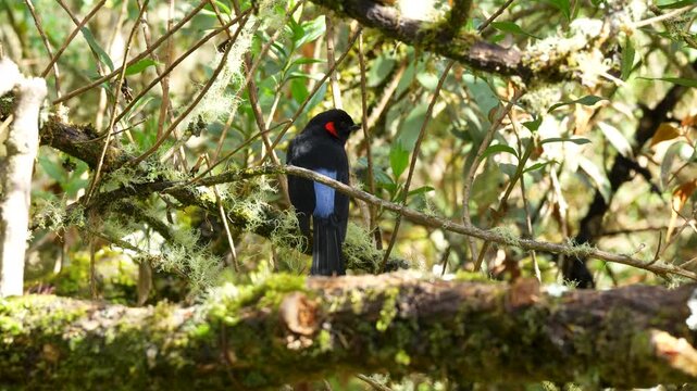 Footage of a Scarlet-bellied Mountain Tanager Anisognathus igniventris seen from behind while feeding on a branch in Colombia showing natural Andean bird behavior.