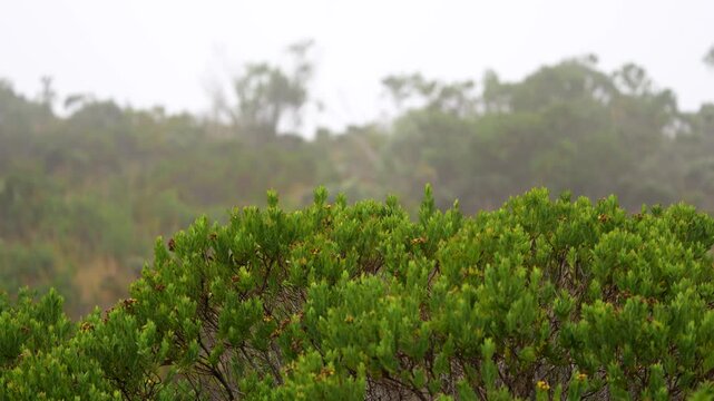 Horizontal image of p&aacute;ramo landscape in Manizales Caldas Colombia showing Andean highland ecosystem, native vegetation and natural environment.
