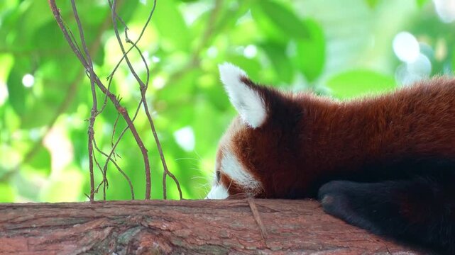 A sleepy red panda (Ailurus fulgens) lazes on a tree branch, close up shot.