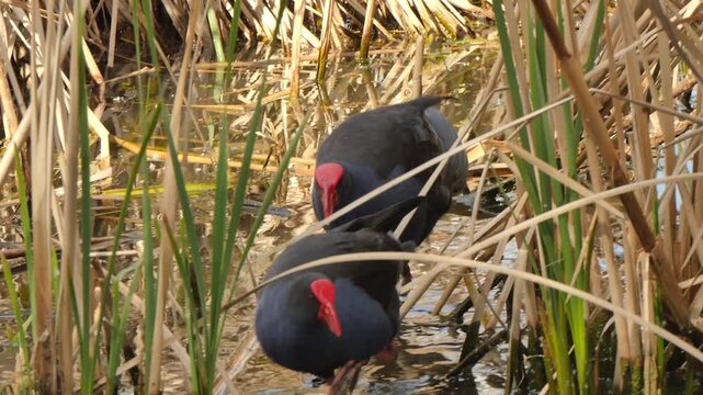 Swamphens in the high reeds