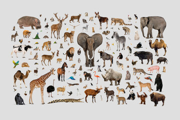 Fototapeta premium Global diverse animals collection creating biodiversity concept