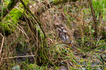 hidden hare photographed in its natural environment © radek