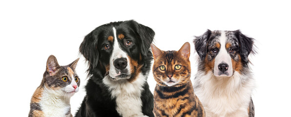 Group of domestic pets together on white background