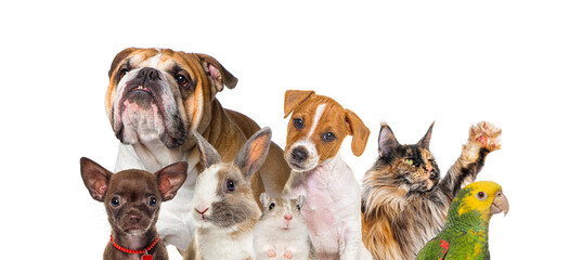 Group of various pets standing together