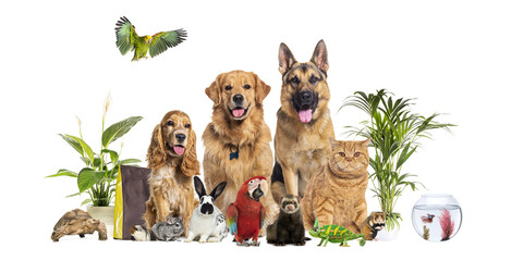 Group of various pets standing together on white background