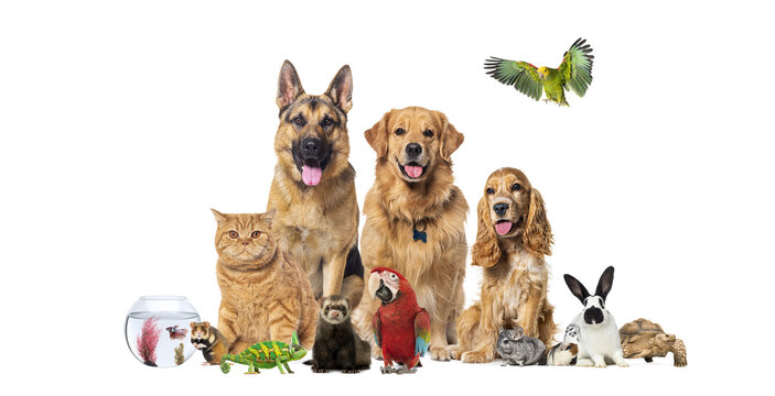 Group of pets and domestic animals standing together