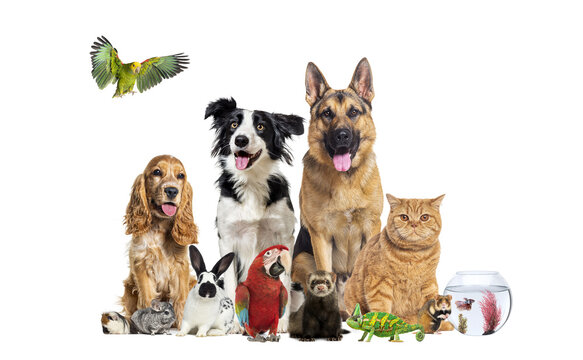 Diverse group domestic pets standing white background