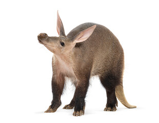 Aardvark standing and looking up on white background