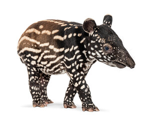 Young malayan tapir walking on white background