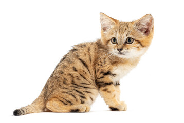 Obraz premium Sand cat kitten sitting and looking back on white background