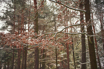 park,drzewa,zima  © Marcin Łazarczyk