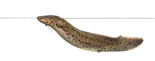 Fototapeta premium West african lungfish breathing air at water surface