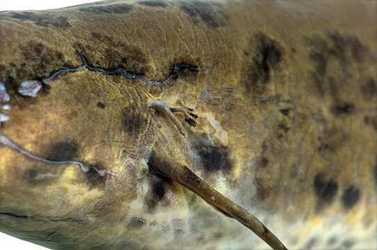 African lungfish showing spotted skin and pectoral fins