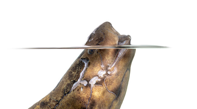 African lungfish breathing air at water surface