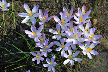 Closeup top view family of purple crocuses early spring flowering plants growing on the meadow under the sun.Spring crocuses, nature awakening , growing crocuses concept. 