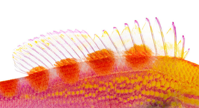 Colorful dorsal fin of a pseudanthias flavoguttatus fish on white background