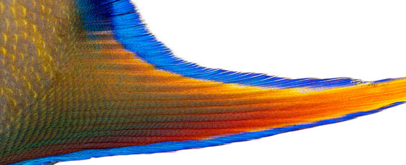 Colorful queen angelfish tail showing vibrant orange and blue tones