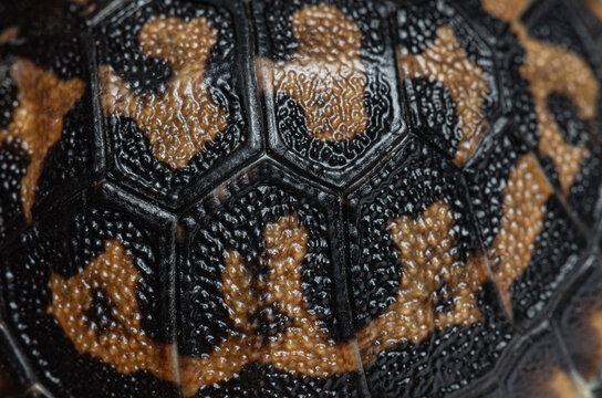 Pancake tortoise shell showing unique pattern and texture