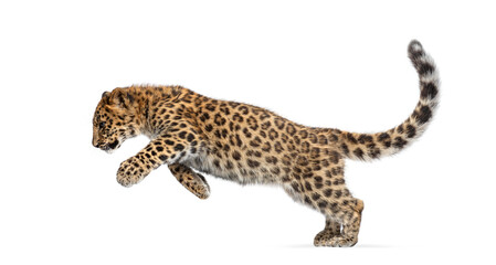 Amur leopard cub leaping across white background © Eric Isselée