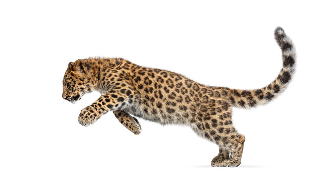 Amur leopard cub leaping across white background