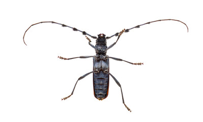 Rosalia alpina longhorn beetle underside on white background