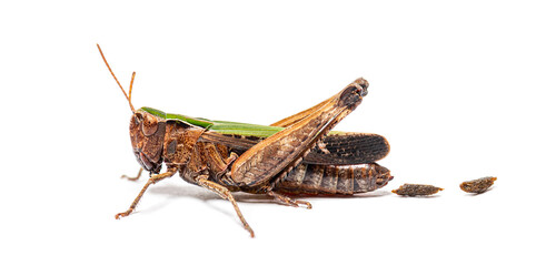 Female woodland grasshopper omocestus rufipes defecating on white background