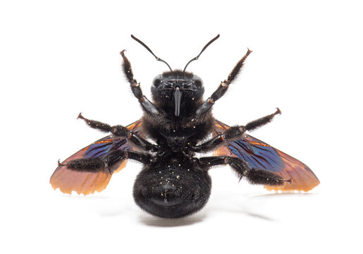 Violet carpenter bee xylocopa violacea lying on its back