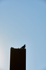 青空と小鳥