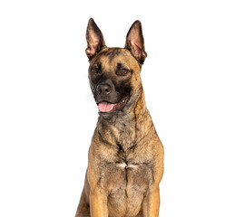 Obraz premium Dog looking at camera with happy expression