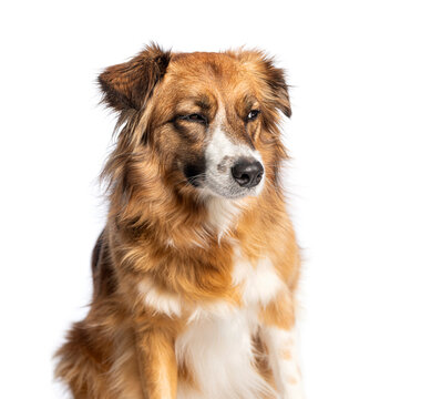 Crossbreed dog winking portrait showing funny expression with suspicion