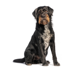 Scruffy black and brown Griffon dog sitting on white background