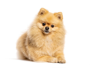 Obraz premium Pomeranian dog lying looking at camera studio shot