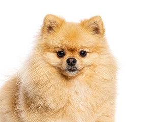 Obraz premium Pomeranian dog looking at camera on white background